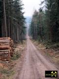 Quarzitklippen am Gipfel des Hirschenstein bei Hartmannsdorf nahe Kirchberg im Erzgebirge, Sachsen, (D) (28) Forstweg zum Hirschenstein.JPG